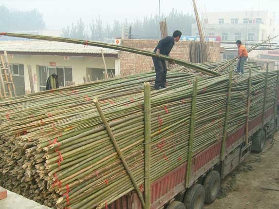 用竹竿和薄膜搭建简易薄膜大棚的方法