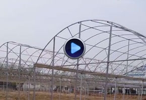 米兰体育温室连栋大棚视频拍摄