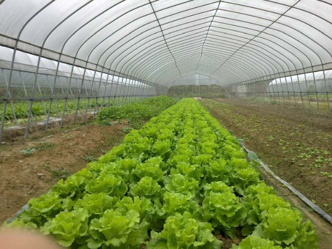 蔬菜简易单栋大棚图片大全