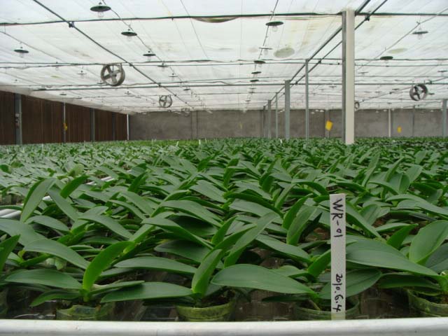 连栋大棚蔬菜