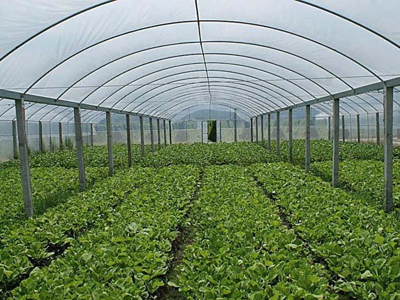 连栋大棚蔬菜图片