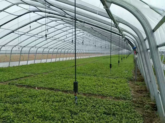 椭圆管型简体大棚（含喷灌设备）图片