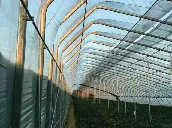 无后墙米兰体育温室大棚（带一趟立柱）骨架图片