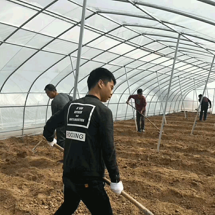 简易拱棚高清图片
