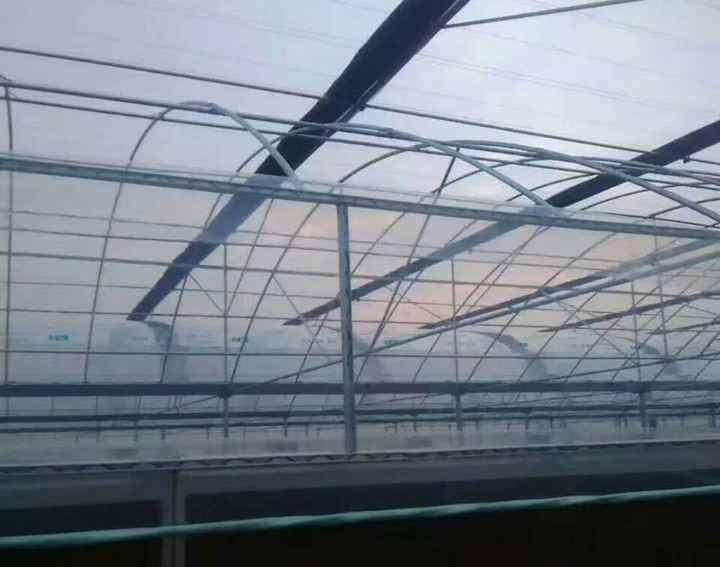 简易连栋大棚图片